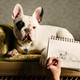 Illustration for article titled It’s Valentine’s Day, so might as well reenact romantic movies with dogs